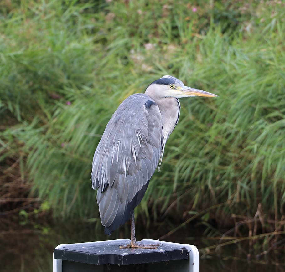 heron, nature, bird, animal themes, vertebrate, animal wildlife HD wallpaper