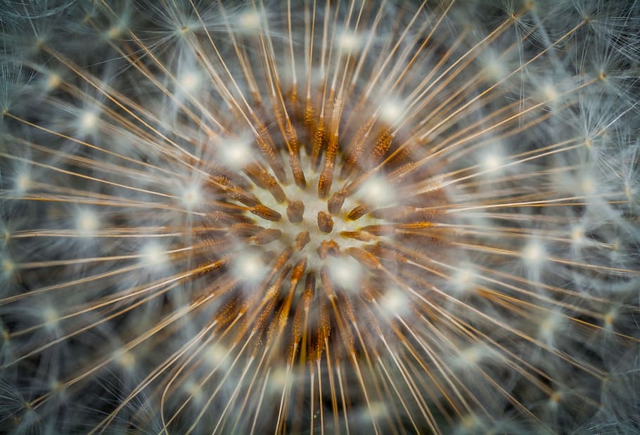 untitled, nature, seed, dandelion, umbrellas, macro, no people HD wallpaper