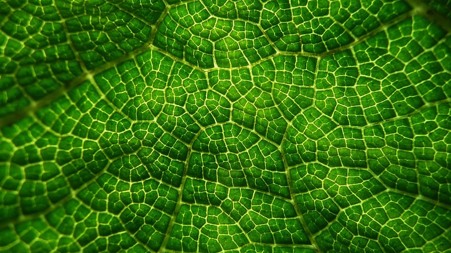 green skin, Greens, Leaf, Macro, Patterns, Close Up, leaves HD wallpaper