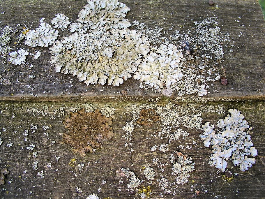 lichen, wood, texture, background, plant, flower, high angle view HD wallpaper