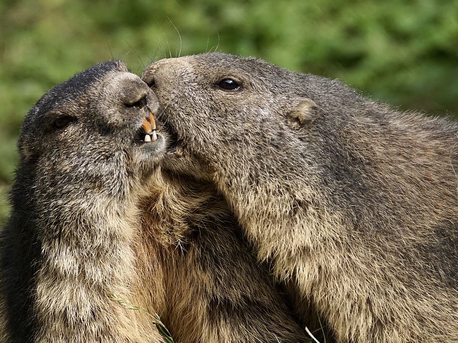 two beavers photo, marmot, rodent, alpine, alpine marmot, wildlife park, HD wallpaper
