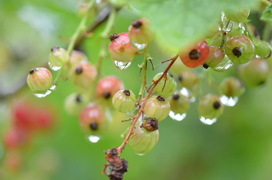 berry, red, water, drop, nature, wet, macro, rain, food, garden HD wallpaper