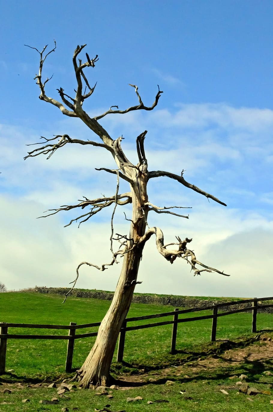 tree, branch, branches, nature, landscape, dry, alone, old HD wallpaper