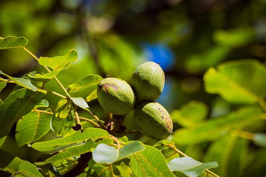 walnut, tree, green, green color, fruit, healthy eating, food HD wallpaper