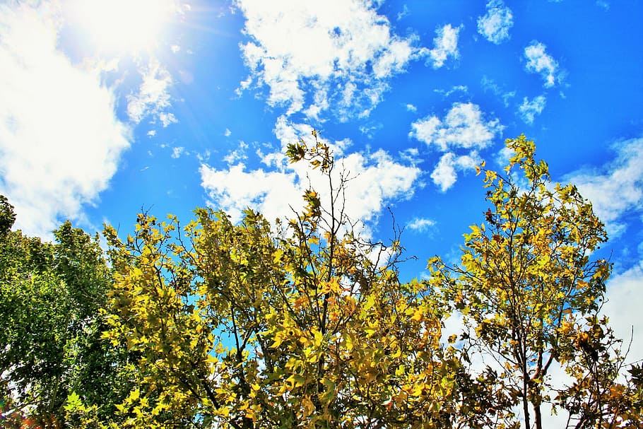 trees, sky, blue, clouds, white, bright, leaves, autumn, nature HD wallpaper
