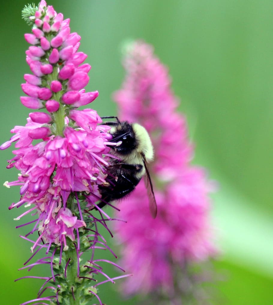 Bumble Bee, Pollination, Garden, Pollen, flower, one animal HD wallpaper