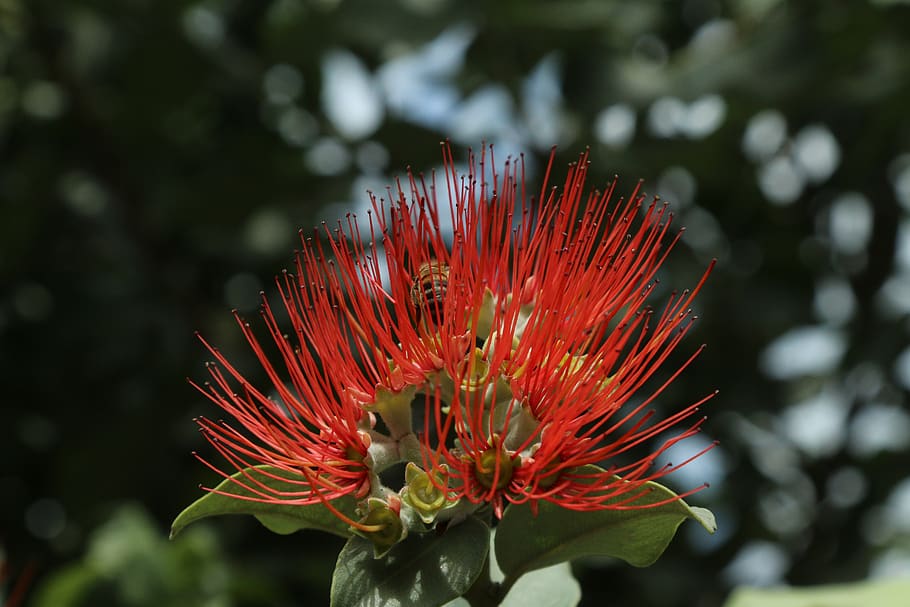 flowers, macro, red, bees, flowering plant, vulnerability, fragility HD wallpaper