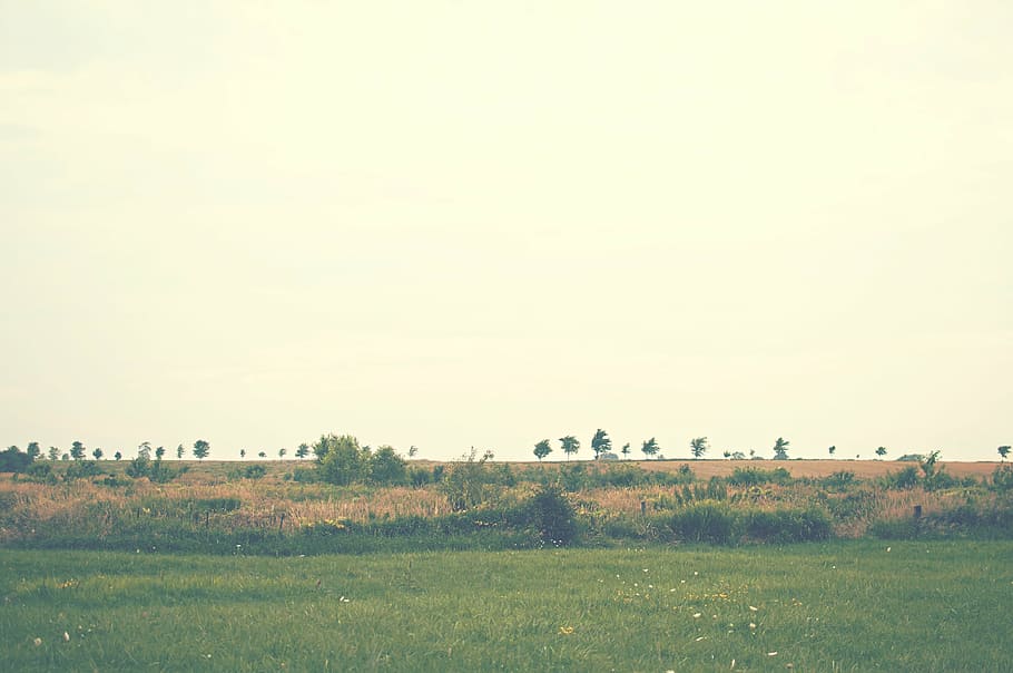 field, grass, landscape, meadow, nature, sky, trees, plant HD wallpaper