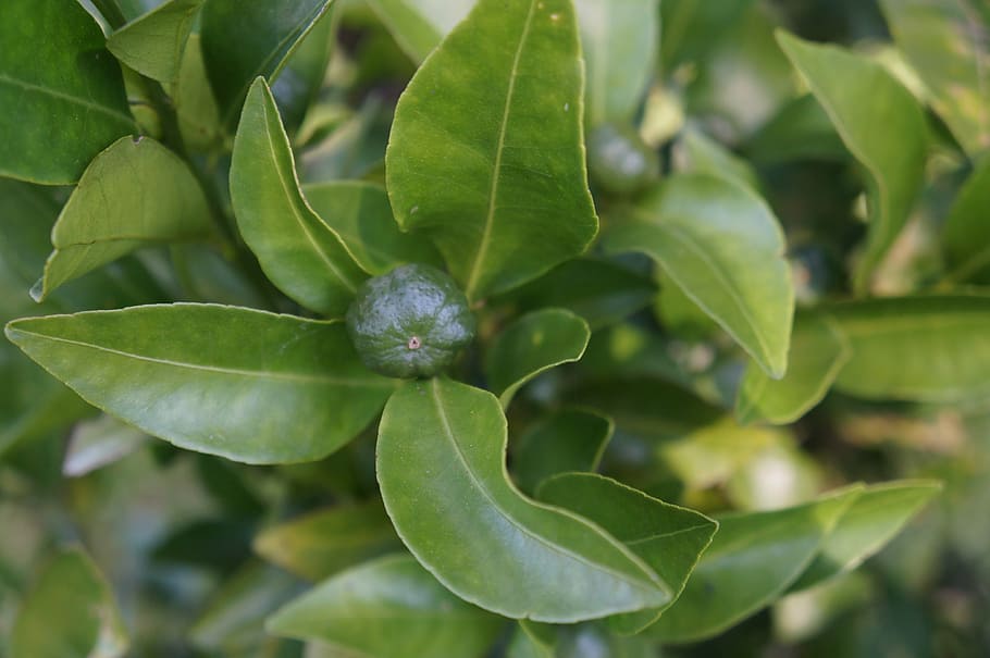tree, fruit, leaf, green, food, natural, agriculture, nature HD wallpaper