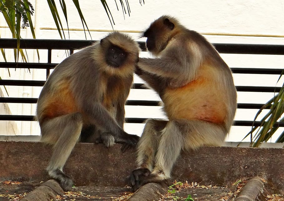 langur, monkey, animal, hanuman, karnataka, dharwad, india HD wallpaper
