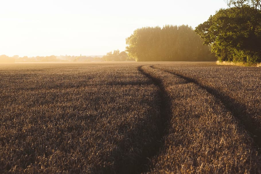 brown grass field, green, trees, barley, wheat, path, plant HD wallpaper
