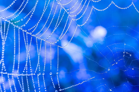 spider web photo, cobweb, drip, dew, dewdrop, spectrum, refraction HD wallpaper