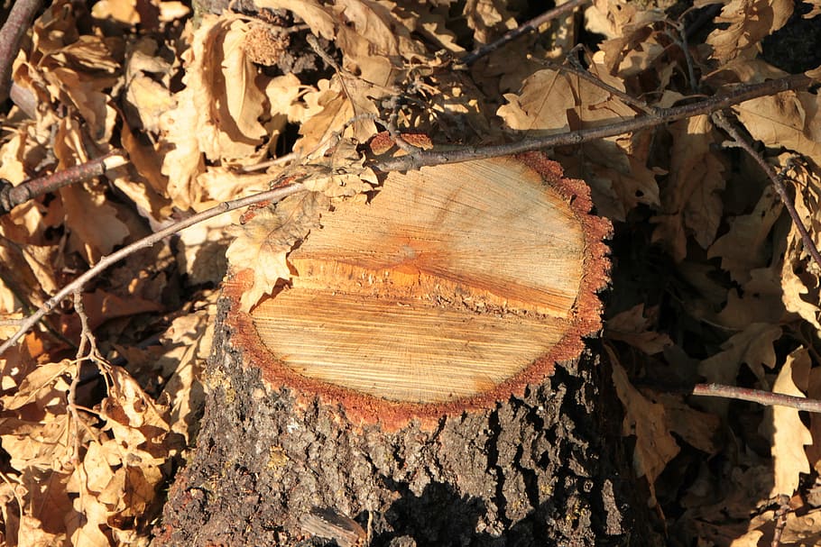 bark, chop, cut, forest, fresh, stump, tree, warming, woods HD wallpaper