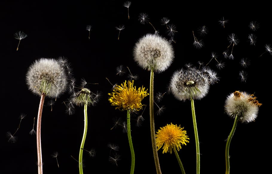 seven dandelions, macro, common dandelion, taraxacum, back light HD wallpaper