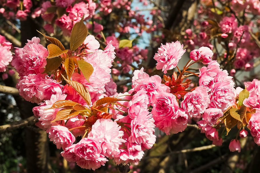 cherry blossom, tree, spring, flowers, flowering trees, nature HD wallpaper