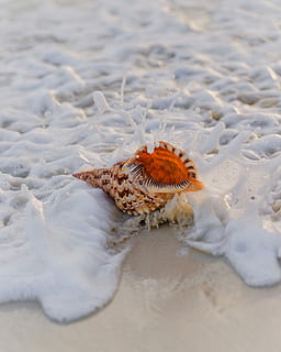 brown and black seashell, conch on seashore, animal themes, animal wildlife HD wallpaper