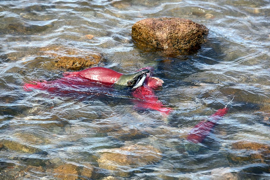 fish, salmon, chum, spawning, a flock of, yama, backwater, beach HD wallpaper