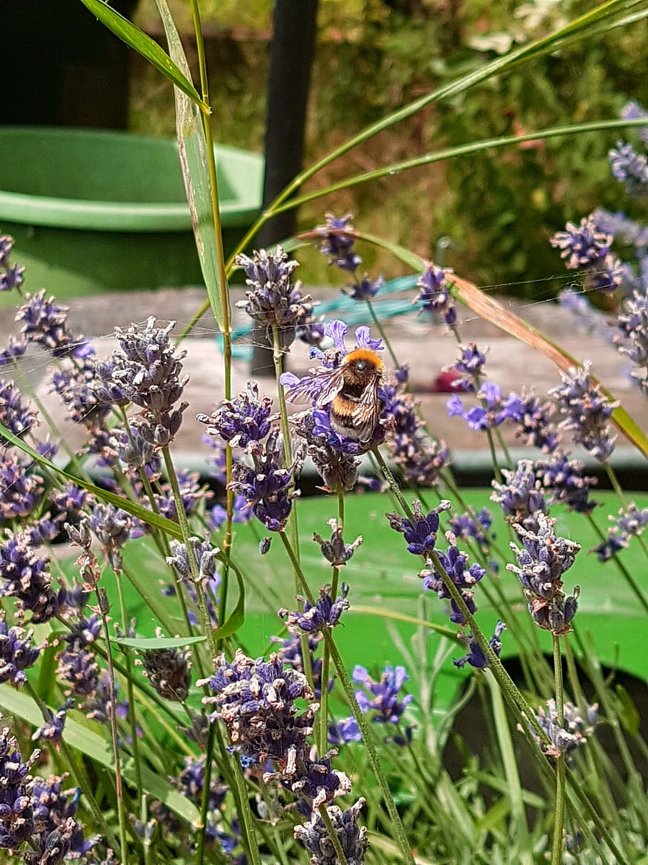 flower, bee, nature, plant, flowering plant, animals in the wild HD wallpaper