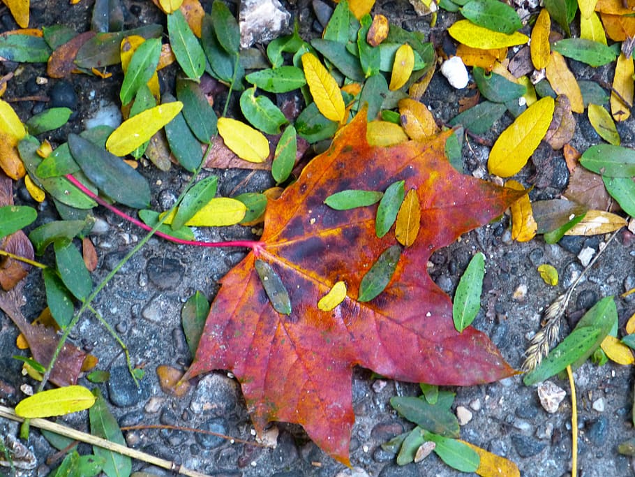 leaf, maple, colorful, leaves, red leaf, autumn, fall foliage HD wallpaper