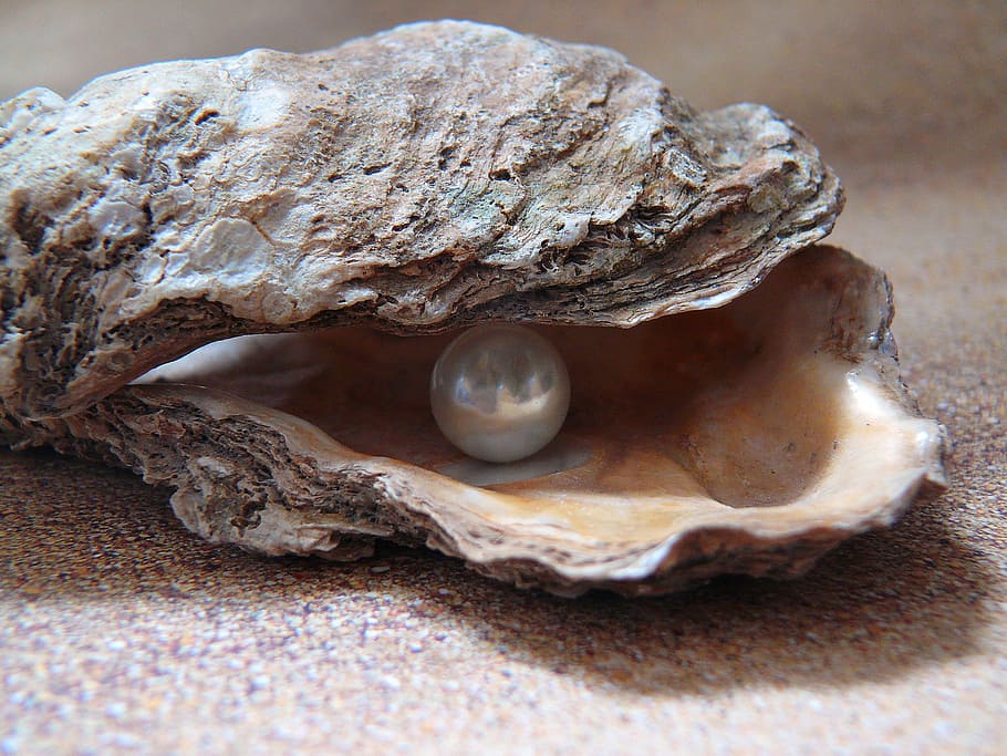 white pearl on shell, oyster, light, sea, shell pearl, nature