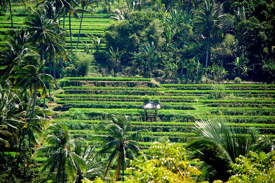 rice fields, nature, bali, plant, growth, green color, tree HD wallpaper