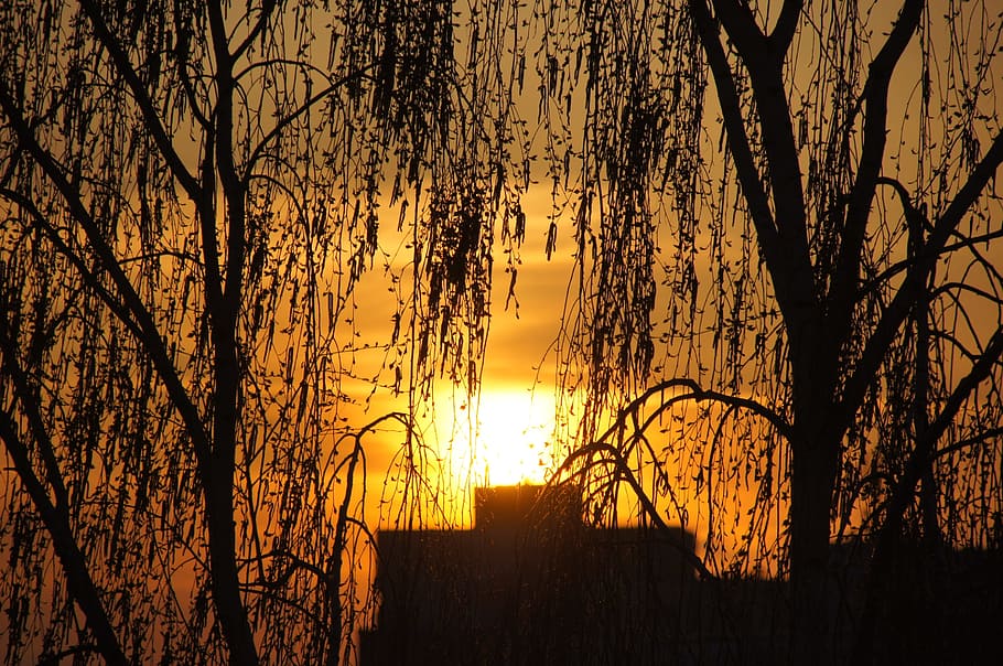 evening, sunset, sky, tree, the sun, birch, weather, beauty HD wallpaper