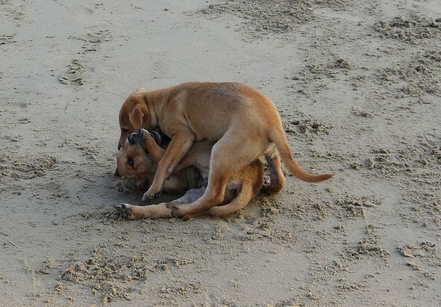 puppy, beach, sand, playing, pet, dog, animal, canine, cute, HD wallpaper