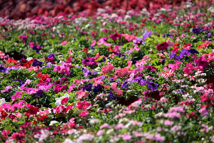 Pink, Purple, and White Impatiens Plant Field, beautiful, beautiful flowers, HD wallpaper
