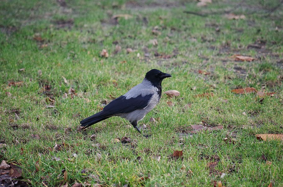 crow, grass, bird, the raven, animal themes, animal wildlife HD wallpaper