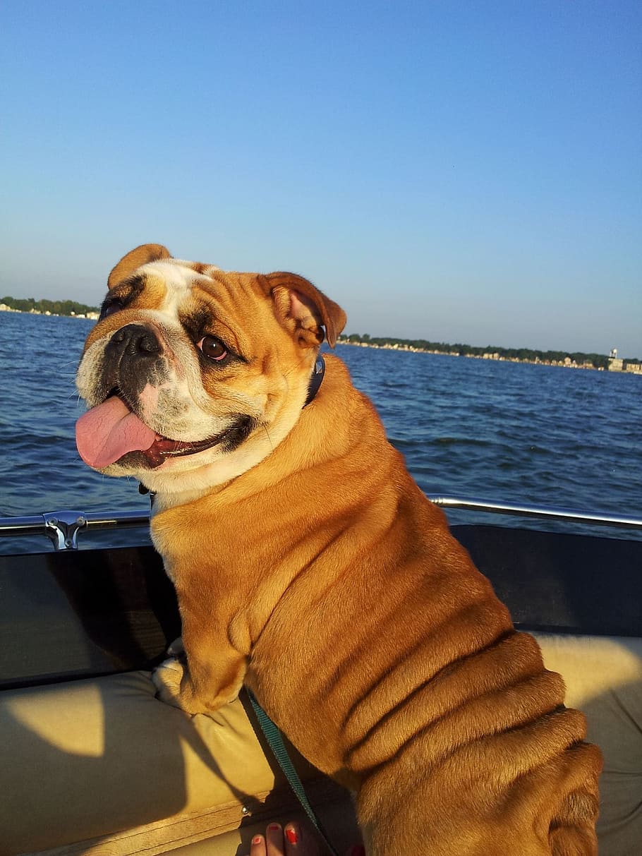 Bulldog, Boat, Fishing, Fishing Boat, Pet, Animal, cute, wrinkles, HD wallpaper