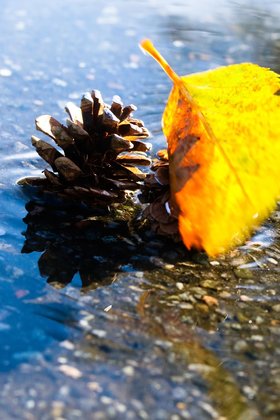 leaf, pinnacle, puddle, nature, autumn, fall, yellow, selective focus HD wallpaper