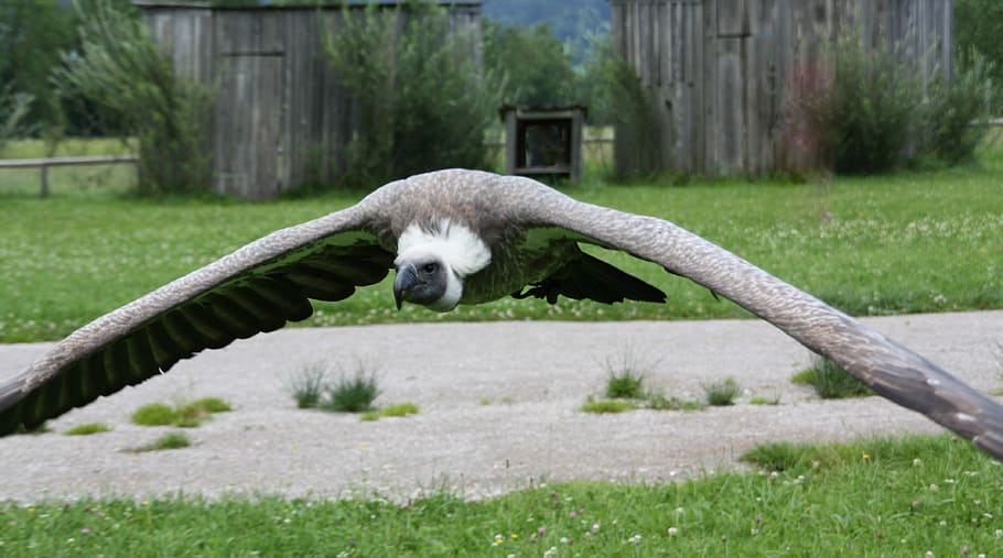 nature, grass, tree, vulture, scavengers, bird, falconry, fly HD wallpaper