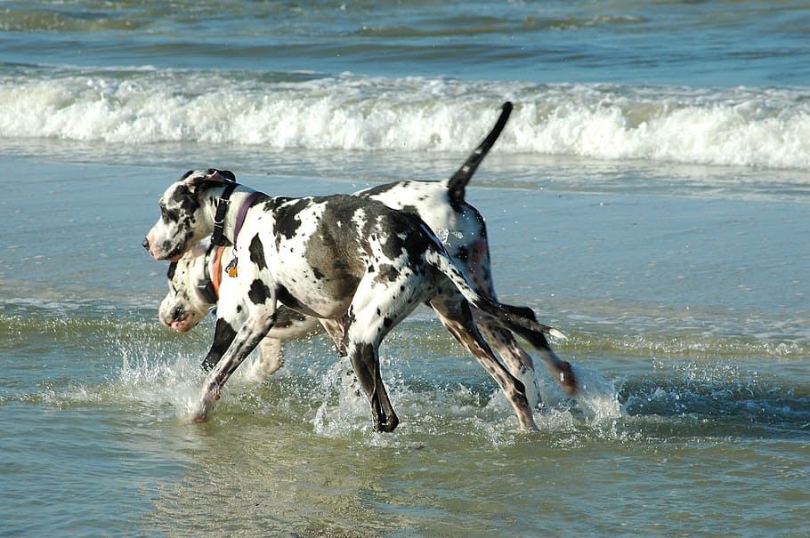 Great Danes, Dogs, Surf, Ocean, playing, water, pet, canine, HD wallpaper