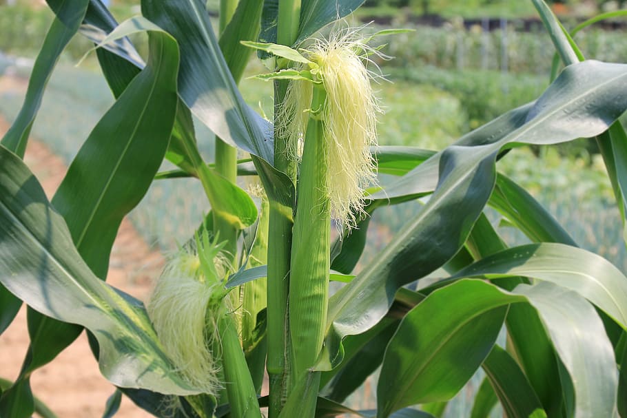 close-up photography of corn plant, corn stalks, corn ears, corn silk
