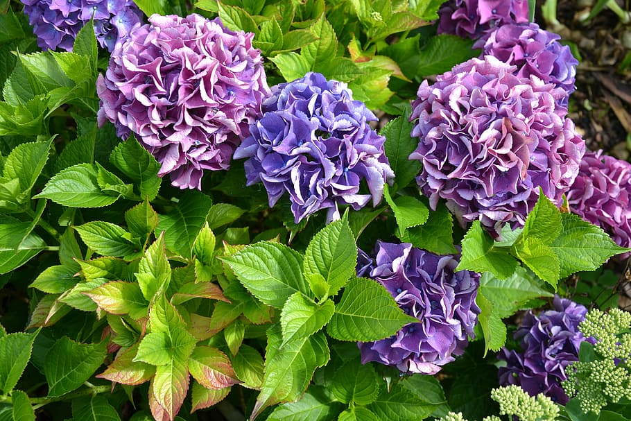 hydrangea, purple, green, autumn, flowers, garden, plant, nature HD wallpaper