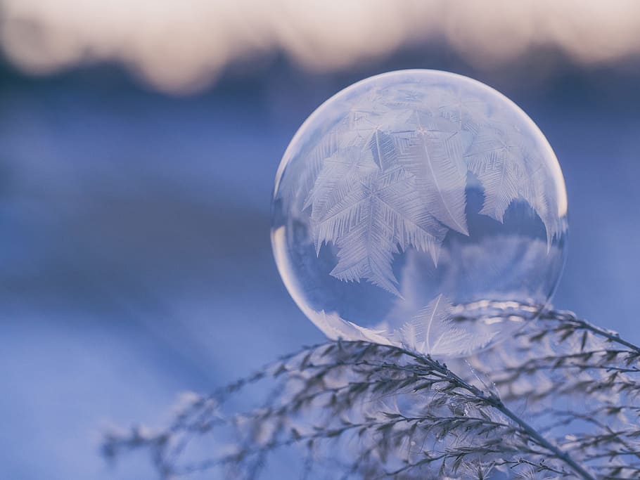 shallow focus photography of bubble on leaves, close up photography of, HD wallpaper