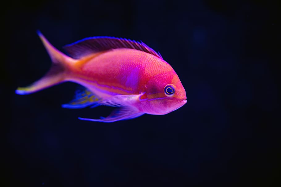 close up photography of red fish, selective focus photography of pink fish, HD wallpaper