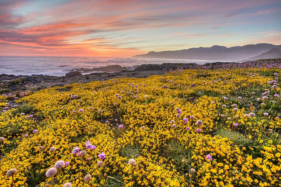 Shoreline Landscape with yellow flowers with dusk sky in California, HD wallpaper