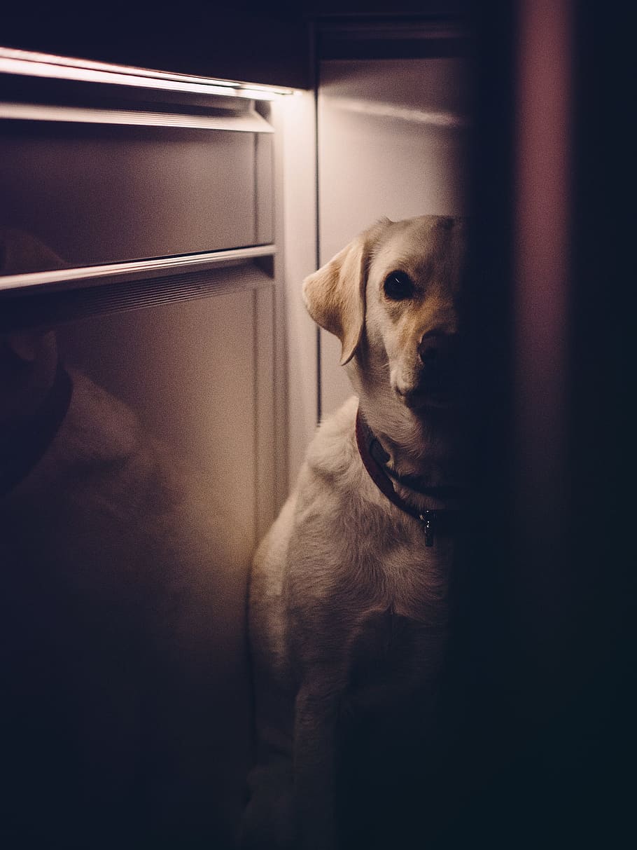 dog, animals, shadows, dark, pets, one animal, domestic, domestic animals HD wallpaper