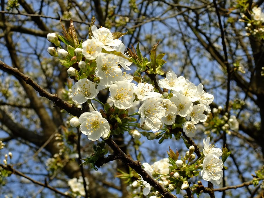 apple tree, flower, spring, fresh, plant, fragility, flowering plant HD wallpaper