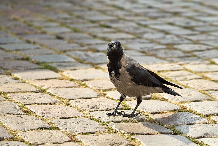 raven, bird, crow, feather, raven bird, birds, animal, animal themes HD wallpaper