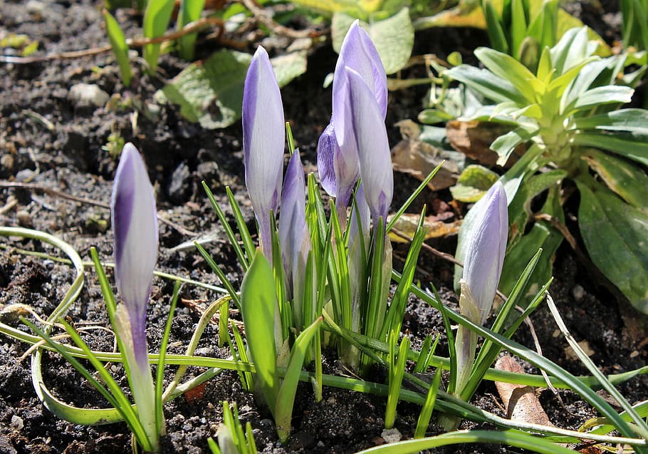 crocus, spring flowers, march, nature, plant, season, growth HD wallpaper