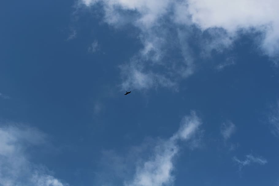 sky, raptor, basilicata, nature, cloud - sky, flying, low angle view HD wallpaper
