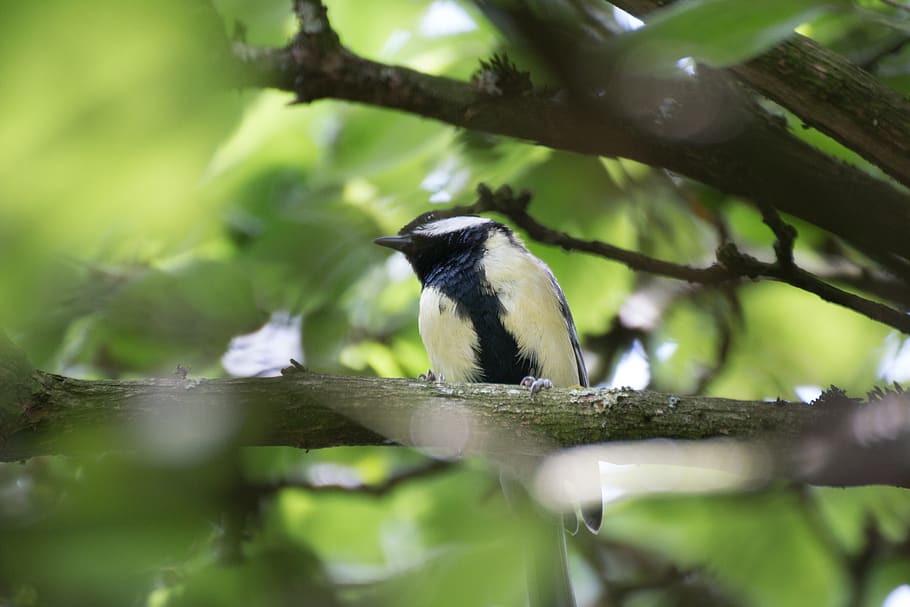 bird, tree, feather, animal, nature, macro, close up, leaf, HD wallpaper