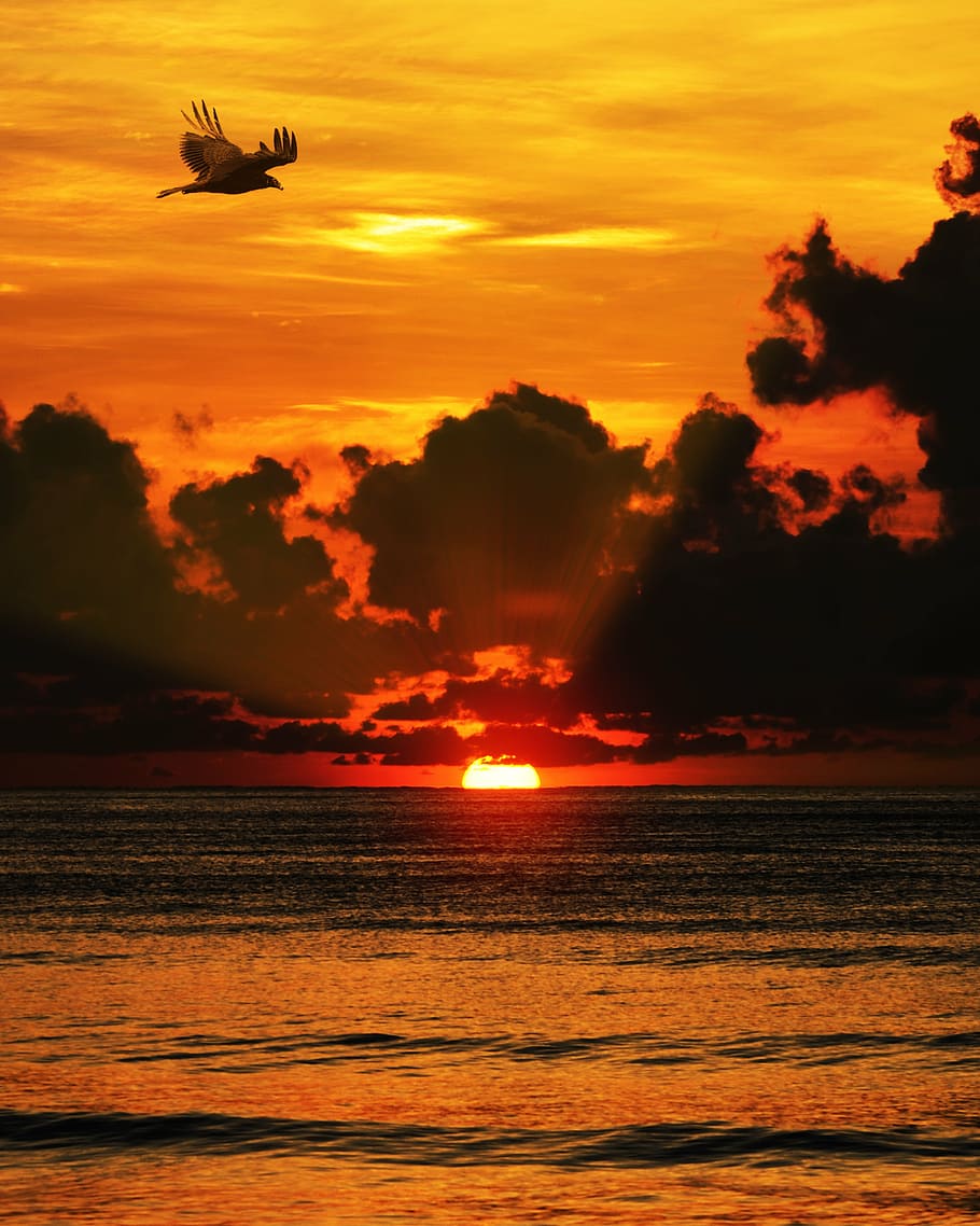 silhouette photography of bird flying above ocean, sunset, sea HD wallpaper