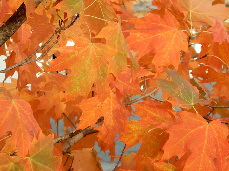 fall, colors, crisp, autumn, change, plant part, leaf, orange color HD wallpaper