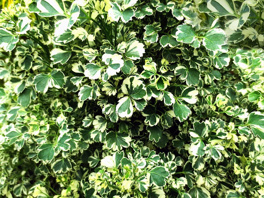 bush, green, plant, leaf, environment, natural, nature, green Color HD wallpaper
