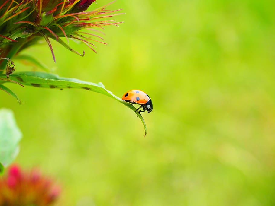ladybug, coccinellidae, beetle, elytron, siebenpunkt ladybird HD wallpaper