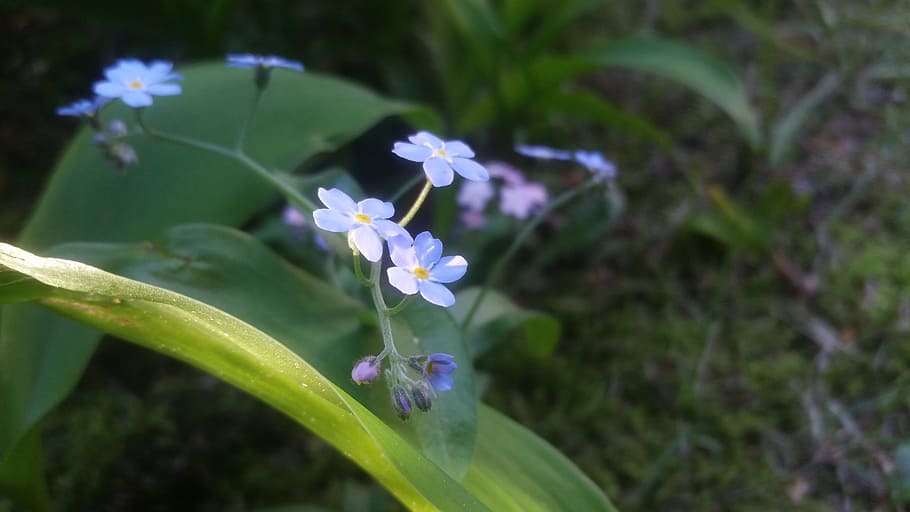 Sun, Flower, joy, growth, nature, fragility, plant, beauty in nature HD wallpaper