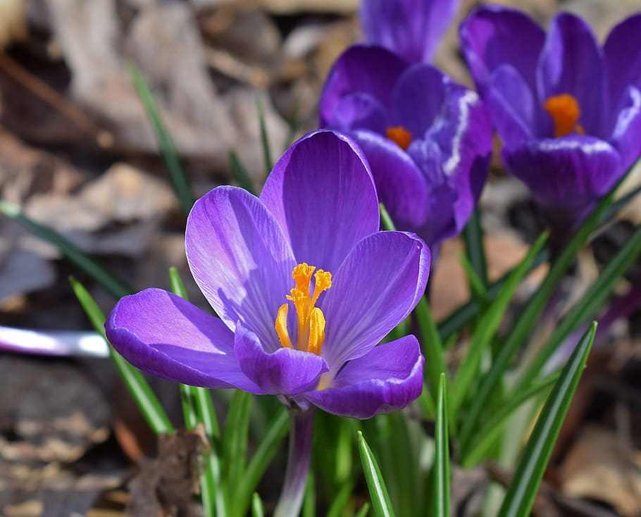 closeup photo of purple petaled flowers, crocus, blossom, bloom HD wallpaper